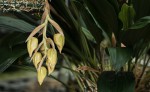 Stanhopea1.jpg