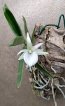 Angraecum didierii.jpg