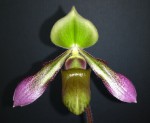 Paphiopedilum hookerae.jpg