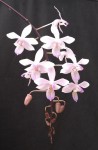Phalaenopsis lindenii.jpg