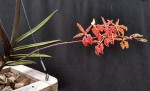 Renanthera monachica.jpg