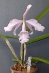 Cattleya maxima v. coerulea 2022.08.25.jpg