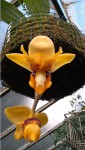 Stanhopea connata 2022.09.23.jpg