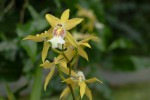 Miltasia Aztek x Miltonia castenea.jpg