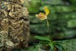 Paph. helenae.jpg