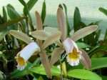 Cattleya forbesii.JPG