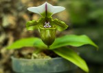 Paph. spicerianum.jpg