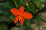 Sophronitis coccinea.jpg