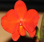 S. coccinea.jpg