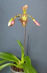 Paphiopedilum haynaldianum.jpg