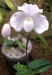 Paphiopedilum niveum.jpg