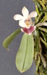 Phalaenopsis parishii.jpg