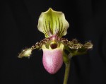 Paphiopedilum Victoria -reginae f.jpg