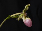 Paphiopedilum Victoria -reginae-f.jpg