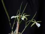 Brassavola flagellaris f.jpg