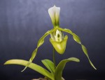 Paphiopedilum parishii var. dianthum album.jpg