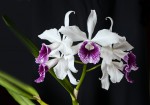 Cattleya (Laelia) purpurata var. Schusteriana---.jpg