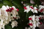 Clerodendrum thomsoniana.jpg