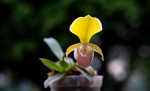 Paphiopedilum helenae--.jpg