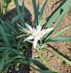 Pancratium_maritimum.jpg