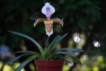 Paphiopedilum villosum var. gratrixianum.jpg