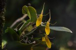 Restrepia brachypus yellow.jpg