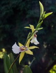 Miltasia Aztek x Miltonia Castenea.jpg