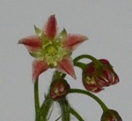 D.adelae.JPG