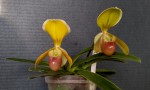 Paphiopedilum helenae 2023.10.18.jpg