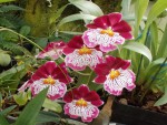 Miltoniopsis hyb.JPG