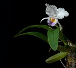 Cattleya trianae var. coerulea.jpg