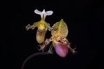 Paph. moquetteanum x Paph.tranlienianum.jpg