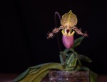 Paph. moquetteanum.jpg