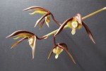 Catasetum saccatum_1.jpg