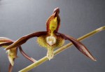 Catasetum saccatum_4.jpg