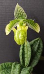 Paphiopedilum venustum v. alba.jpg