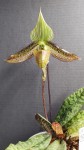 Paphiopedilum wardii.jpg