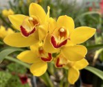 Cymbidium Záruba_b_resize.jpg