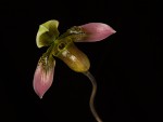 Paph.appletonianum.jpg