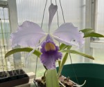 Laelia purpurata_c_resize.jpg