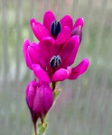 Babiana melanops Tulbagh #832_b_resize.jpg