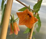 Canarina canariensis #70_e_resize.jpg