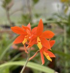 Encyclia vitellina_d_resize.jpg