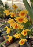 Dendrobium chrysotoxum_b_resize.jpg