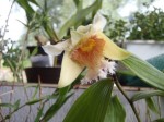 Sobralia fimbriata1.jpg