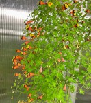 Tropaeolum tricolor_resize.jpg