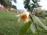 Sobralia fimbriata2.jpg