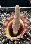 Amorphophallus eichleri #718_a_resize.jpg