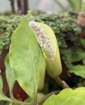 Amorphophallus verticillatus #502_b_resize.jpg