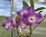 Dendrobium Yamamoto_b_resize.jpg